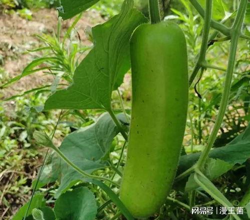 左吃瓜右吃瓜,探寻吃瓜文化的独特魅力