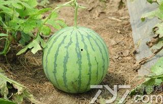 瓜不熟怎么吃,解锁夏日美味新境界