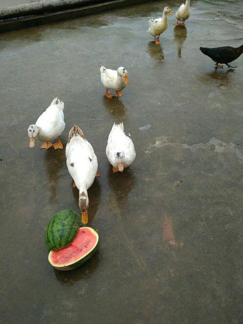 吃瓜抓鸭子,趣味农事体验新风尚