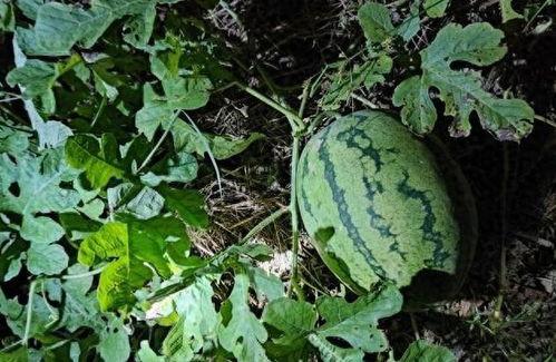 村里来的吃瓜,揭秘乡村生活百态