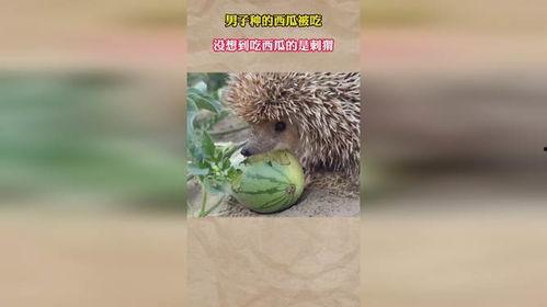 刺猬会吃瓜吗