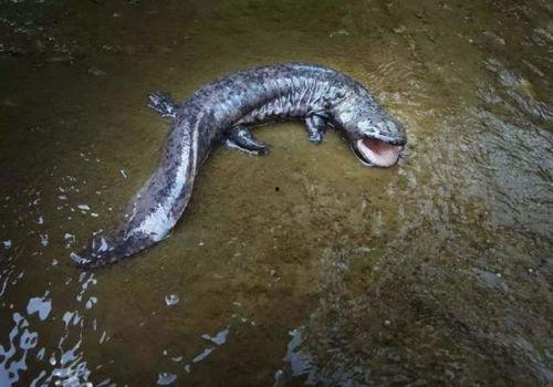 娃娃鱼吃瓜,揭秘瓜果乐园中的神秘食客