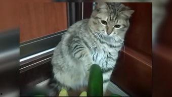 猫可以吃洋瓜