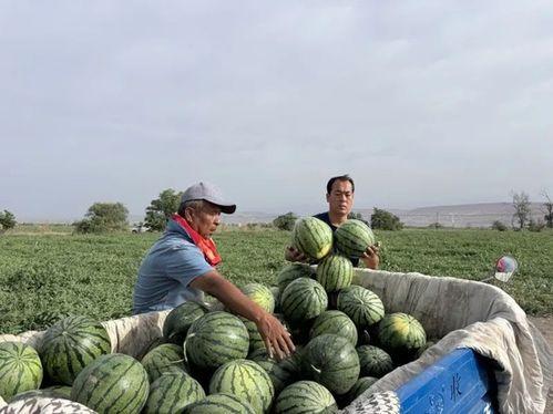 吃瓜先祖,吃瓜先祖的传奇故事