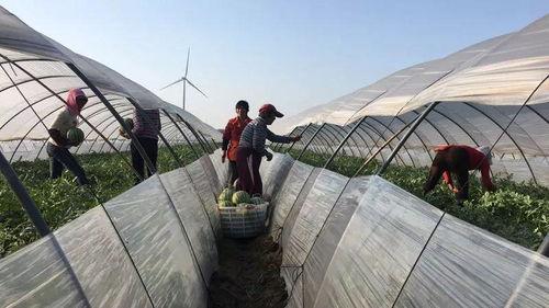 吃瓜亭布置,揭秘网红打卡地的独特魅力