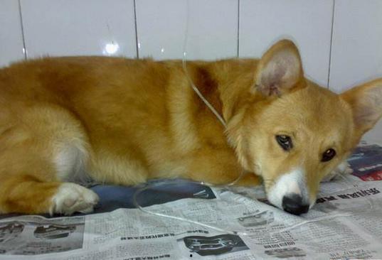 柯基犬吃贝贝瓜,揭秘它与贝贝瓜的奇妙邂逅