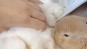 兔子吃秋瓜,兔子欢享美味时光