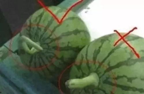 禹州吃瓜小妹,揭秘当地美食文化新风尚