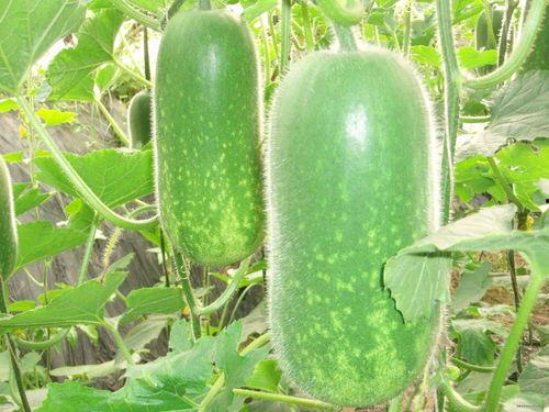 众人吃瓜图片图文,揭秘娱乐圈的欢乐瞬间