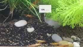 吃瓜儿吃巧克力,吃瓜与巧克力的完美邂逅