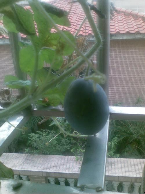 阳台吃瓜事件反转,真相大白，反转背后引人深思