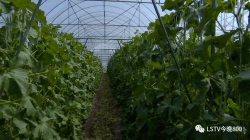 西昌最近吃瓜,揭秘近期热门“吃瓜”事件