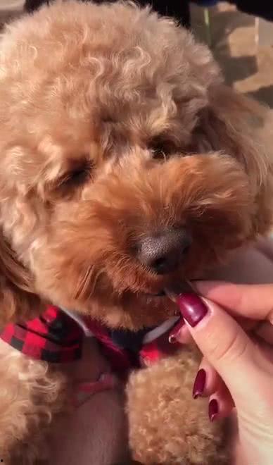 吃瓜的泰迪,揭秘宠物界的“网红”生活