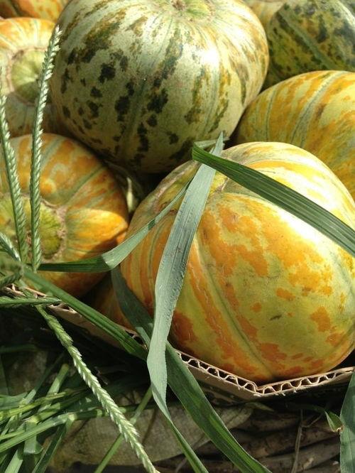 下地吃瓜,探寻乡村生活的甜蜜滋味