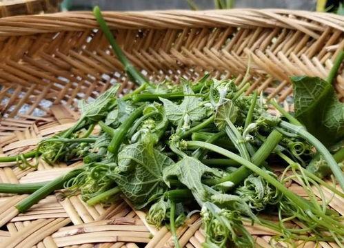 哪些瓜嫩芽可以吃,盘点可食用嫩芽的瓜类品种