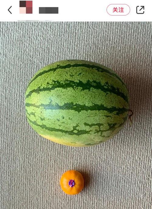 吃瓜少了人,探寻无瓜生活的美好