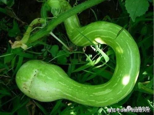 印度奶奶吃蛇瓜视频